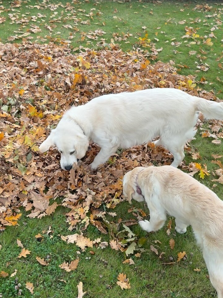 卡尔卡维洛, 她和内维斯 卡尔卡维洛, 她和内维斯